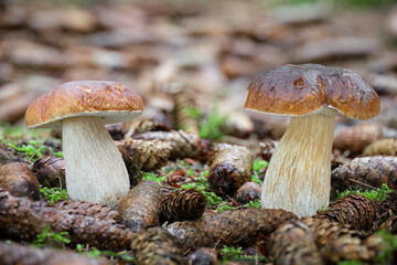 Detail shot of two amazing cep mushrooms between spruce cones