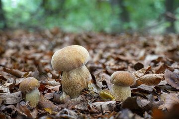 Boletus reticulatus commonly known as summer cep in beech forest