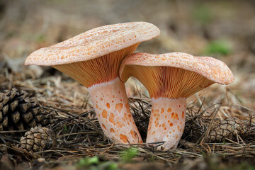 Edible and tasty Lactarius deliciosus commonly known as saffron milk