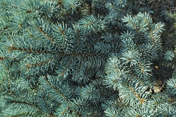 Naklejka na ściany i meble Close-up of fresh blue spruce branches. Composition picea pungens landscaping in japanese garden. Nature botanical evergreen pine coniferous plants concept. Christmas decorative tree for holiday