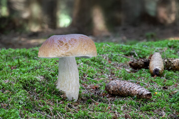 Detail shot of amazing penny bun mushroom with blurred background