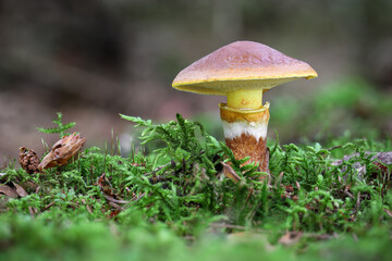 Edible mushroom Suillus grevillei commonly known as Grevilles bolete