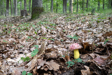 Oak forest and very rare royal bolete mushroom