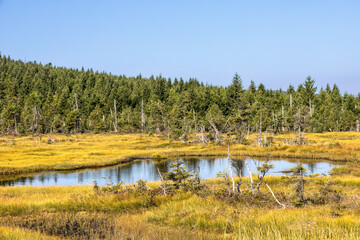 Peat bog with little lake and spruce forest under blue sky