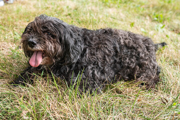 Dog in the grass with it's tongue out