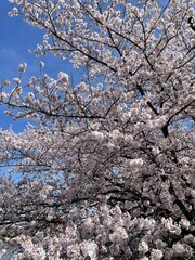 春の日本の桜と空