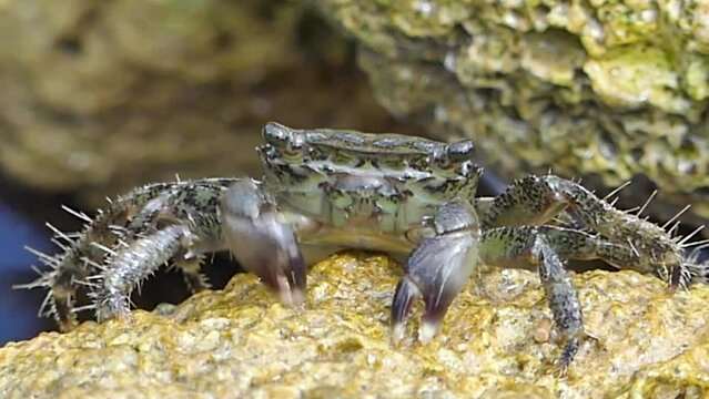 primo piano di granchio su roccia in riva al mare