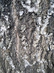 bark of a tree texture