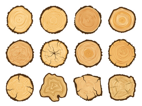 Tree trunk cross section. Round pine logs, forest wood circle and tree rings vector illustration set