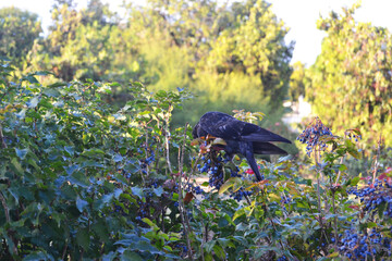 A bird eats berries on a bush
