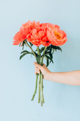 Close up cropped photo of female hand holding bouquet of fresh pink peonies flowers on blue wall background. Copy space advertising mock up. Valentine's Day Women's Day birthday holiday party concept
