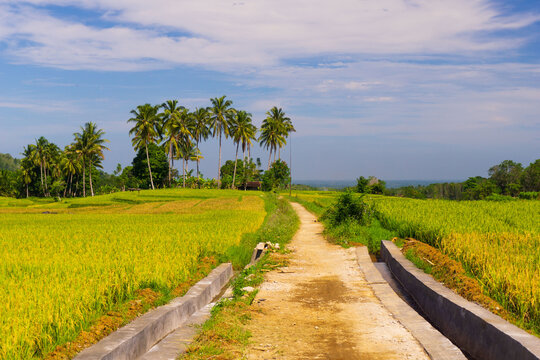 Indonesian scenery, yellowing rice with concrete irrigating rice fields