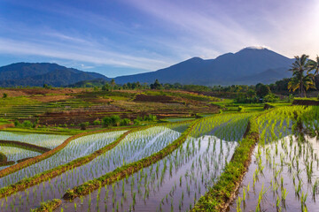 Fototapeta na wymiar Indonesian scenery, green rice terraces and beautiful mountains