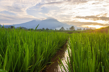 Indonesian landscape, rice field farming area with morning dew