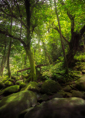 landscape in tropical forest with beautiful old tree
