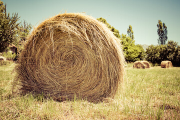 hay bales in the field