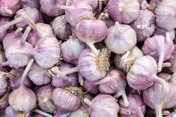 lots of garlic heads. Top view