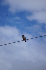 birds on wire