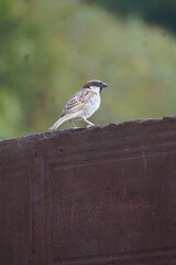 sparrow 