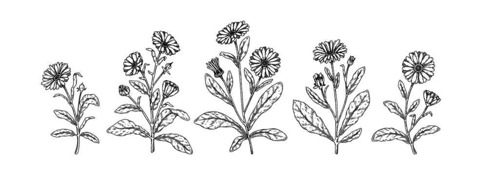 Set of hand drawn calendula flowers. Vector illustration in sketch stile. Realistic detailed botanical design elements