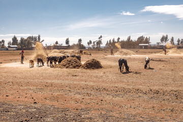 Ethiopian farmers are throwing grain on farm near Addis Ababa