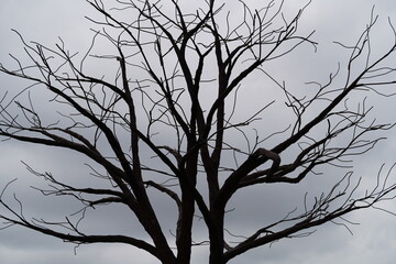 silhouette of a tree