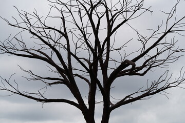 silhouette of a tree