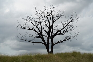 tree in the fog