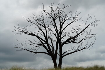 tree in the fog | dead wood