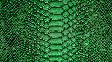 Beautiful green bright snake or crocodile skin, reptile skin texture, multicolored close-up as a...