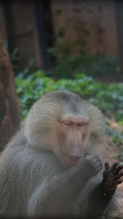 baboon