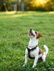 A Jack Russell dog looks up on a blurred background of trees and green grass. A beautiful dog has a collar on his neck. The photo is blurred