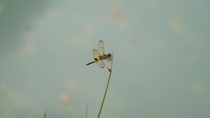 dragonfly on the grass