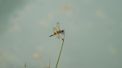 dragonfly on the grass