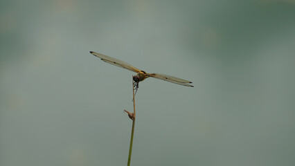 Asian dragonfly species ,Orthetrum glaucum dragonfly on a branch