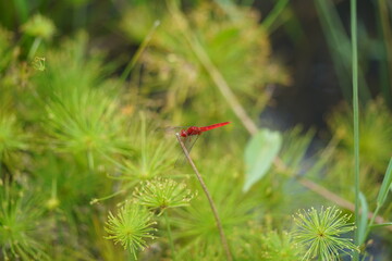 red dragonfly on a leaf