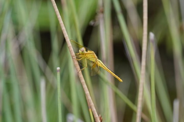 closed up of yellow dragonfly on a leaf|grenadier agrionoptera