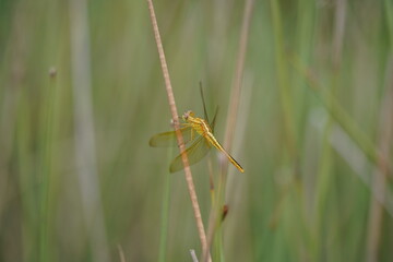 yellow dragonfly on a grass