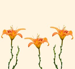 Beautiful shot of three orange daylilies isolated on a beige background - obrazy, fototapety, plakaty