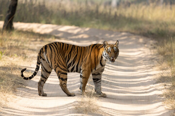 Fototapeta na wymiar Royal Bengal Tiger, Panthera tigris, Bandhavgarh Tiger Reserve, Madhya Pradesh, India