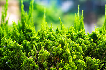 Selective focus picture of Sabina chinensis,Cypress,Green plants