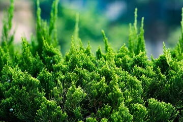 Selective focus picture of Sabina chinensis,Cypress,Green plants