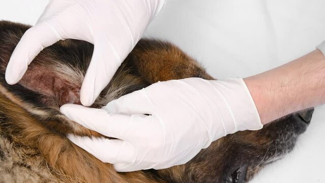 Close up shot of a veterinarian in white medical gloves checking old German Shepherd dog's ear.