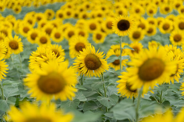 満開のひまわり畑