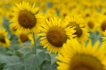 Naklejka premium 満開のひまわり畑