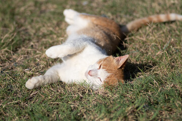 寝ころがる猫　茶トラ白