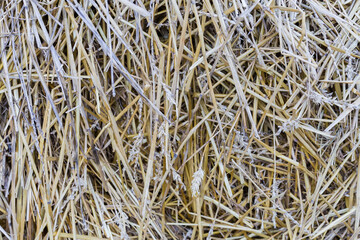 Background of the old darkened wheat straw on a heap