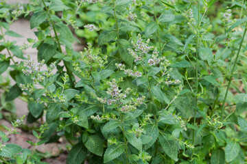 Stems of blooming field mint, close-up in selective focus