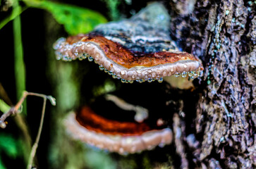 Close up of fungus on dead bark