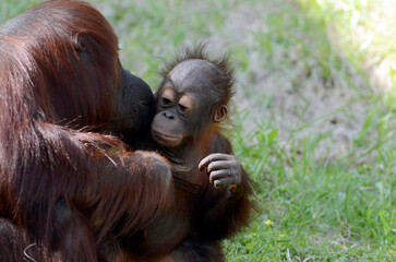 オランウータン